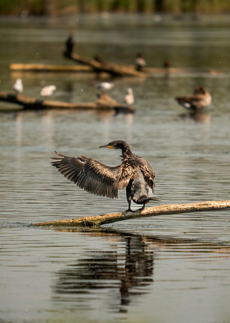 Aalscholver in de moerassen