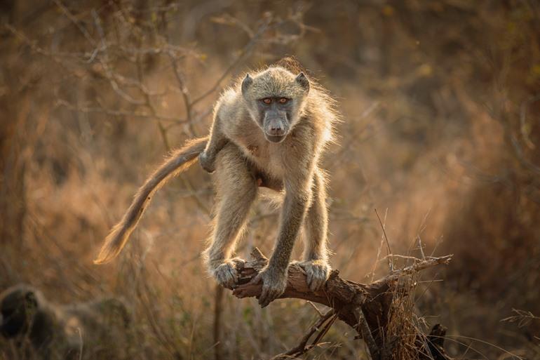 Aap in Kruger National Park