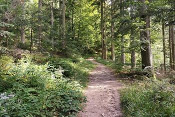 Allerheiligen bronnen wandeling, Zwarte Woud