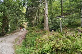 Allerheiligen bronnen wandeling, Zwarte Woud