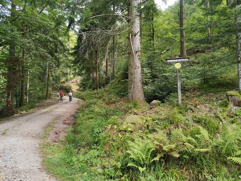 Allerheiligen bronnen wandeling, Zwarte Woud