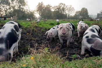 Amsterdam Farm Lodge boeken