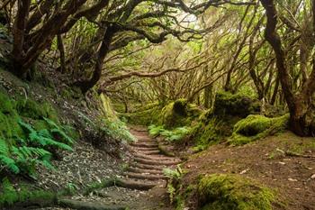 Anaga Natuurpark in Tenerife