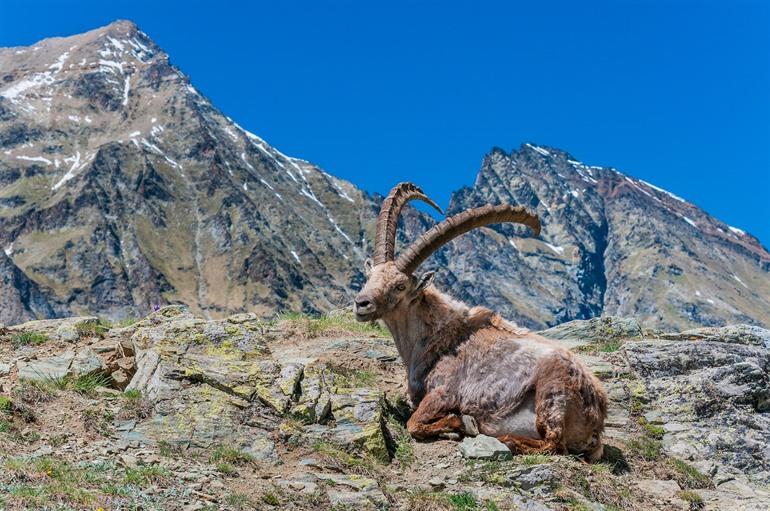 Apensteenbok in Parco Nazionale Gran Paradiso, Ligurië