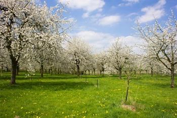 Appelbomen in bloei in Mettekoven