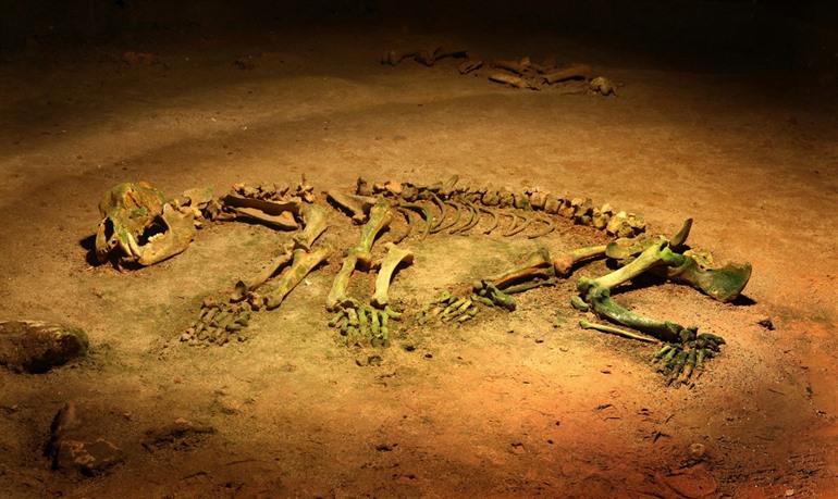 Apuseni berengrot skelet