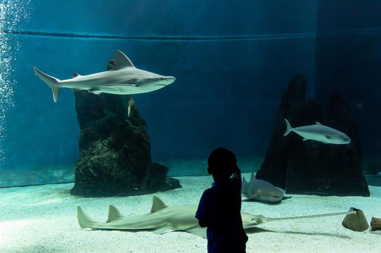 Aquarium van Genua, Italië