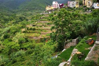 Arbanella (Corniglia)