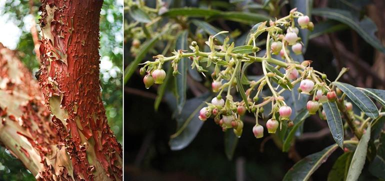Arbutus x Andrachnoides