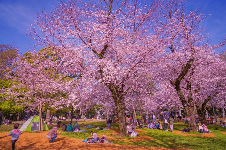 Asukayama Park in Kita-ku