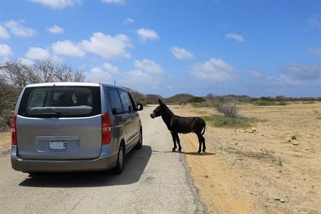 Auto huren op Bonaire