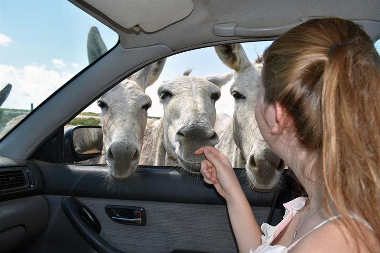 Autorijden op Bonaire, ABC-eilanden