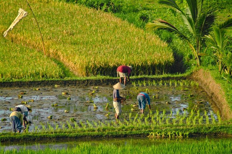 Balinese boeren aan het werk op de rijstvelden van Sidemen