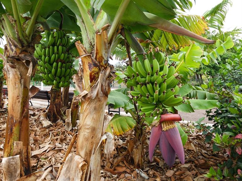 Bananenplantage op Gran Canaria, Canarische eilanden