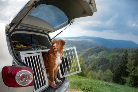 Beste reisbench kopen voor je hond