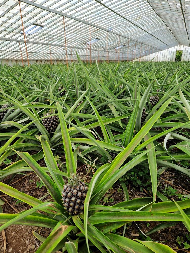 Bezoek de ananasplantages op São Miguel