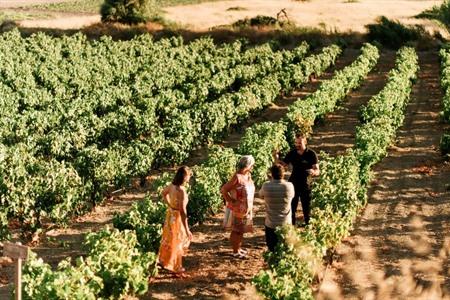 Bezoek de grotwijnmakerij van Milos incl. rondleiding op de wijngaard en wijnproeverij