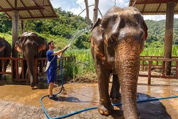 Bezoek een Elephant Sanctuary in Chiang Mai 