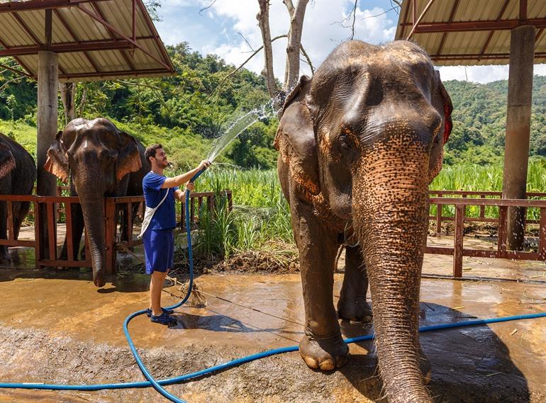 Bezoek een Elephant Sanctuary in Chiang Mai 