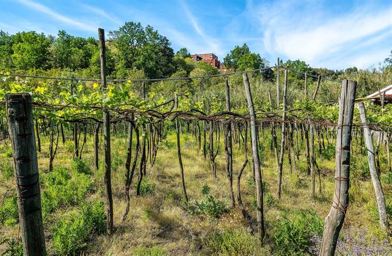 Bezoek een wijngaard bij Levanto