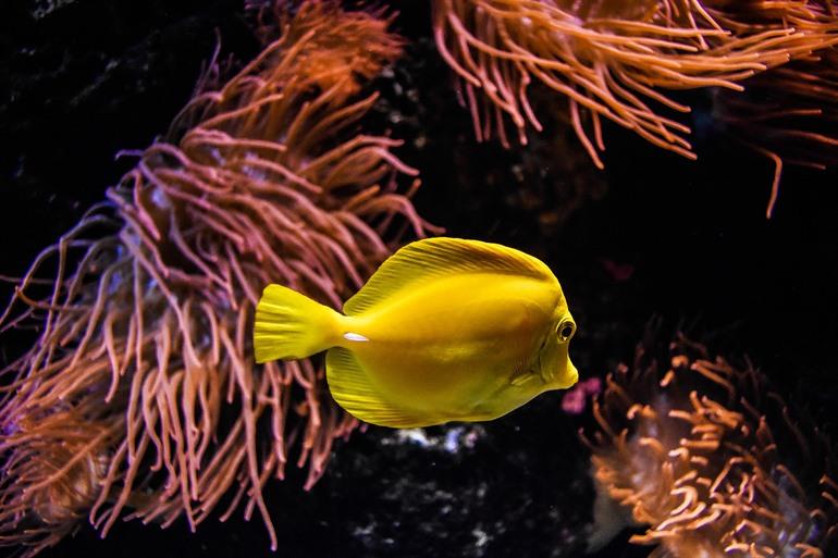 Bezoek het Aquarium van Gijón
