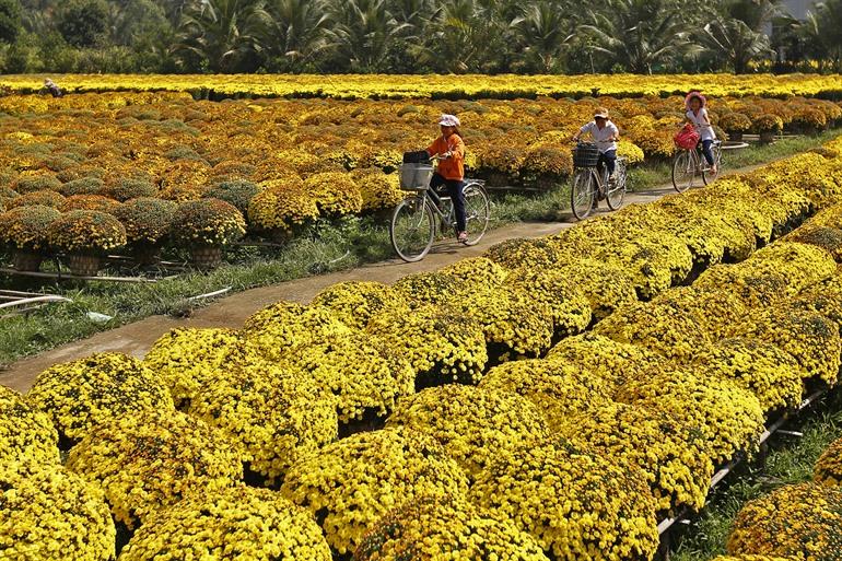 Bloemenvelden bij Ben Tre