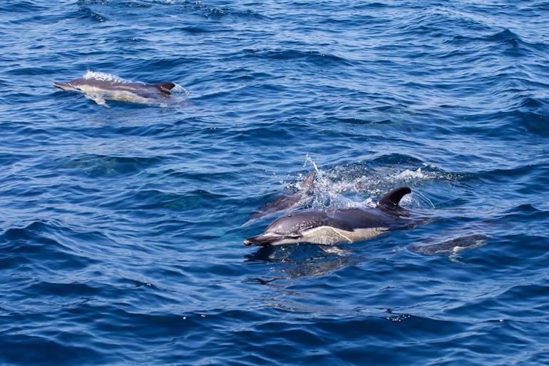 Boek je boottocht dolfijnen spotten in Gibraltar 
