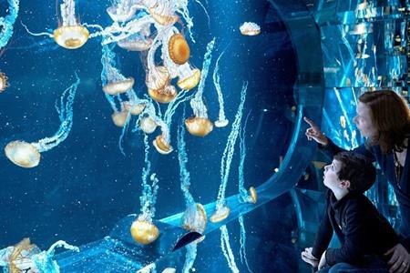 Boek je Skip-the-Line tickets voor Nausicaá in Boulogne-sur-Mer