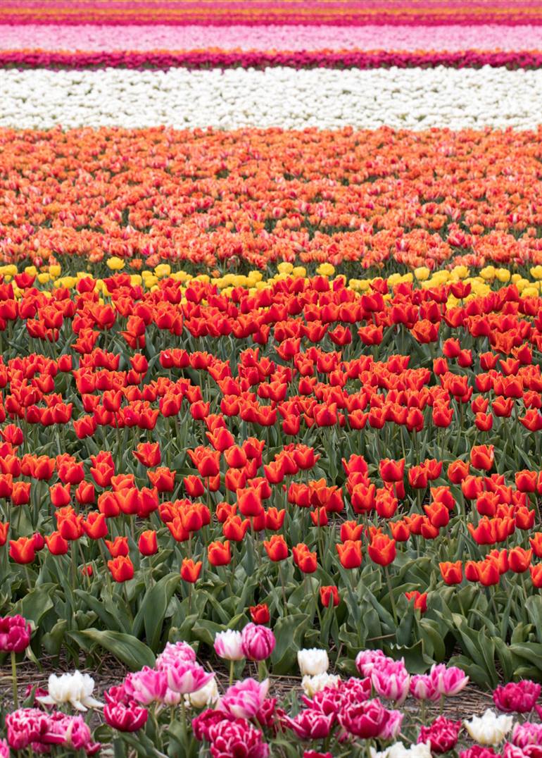 Bollenstreek Nederland - Tulpen