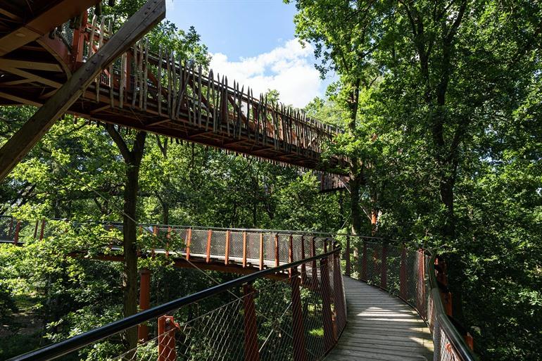 Boomkroonpad, bij de Ivenack-eiken, Mecklenburg-Vorpommern