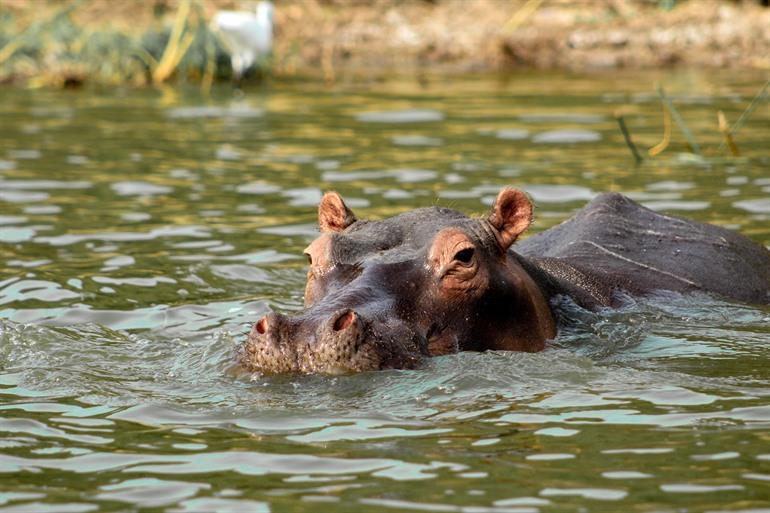 Bootsafari's met zicht op nijlpaarden