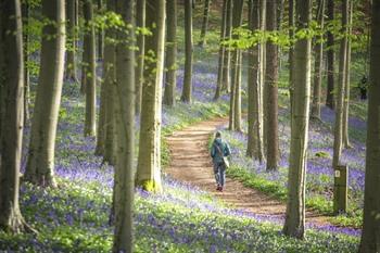 Boshyacinten Hallerbos