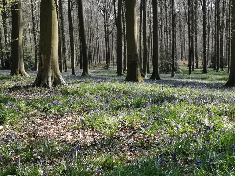 Boshyacinten in het Brakelbos