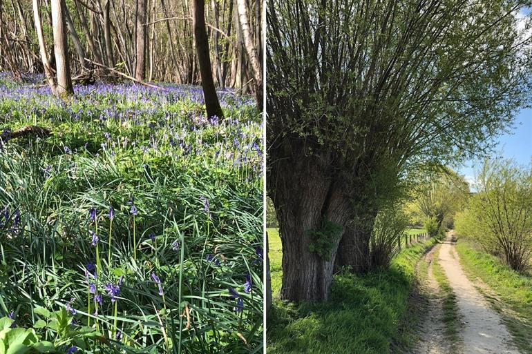 Boshyacinten in het Raspaillebos in Geraardsbergen