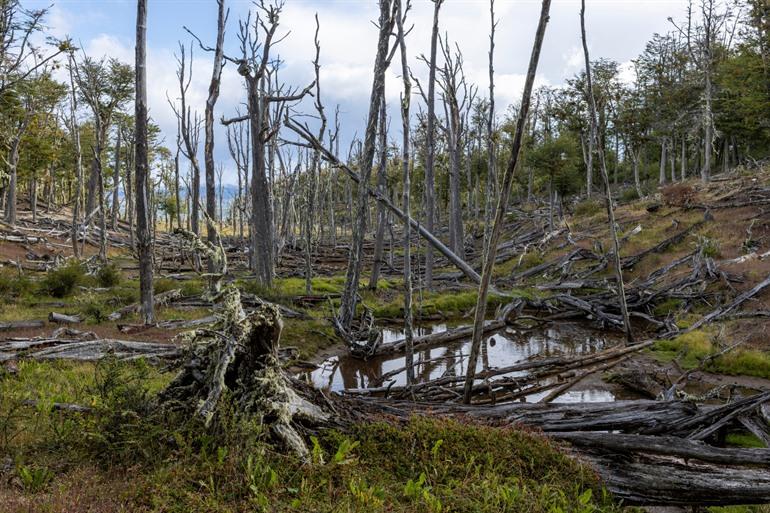 Bosomgeving in Tolhuin
