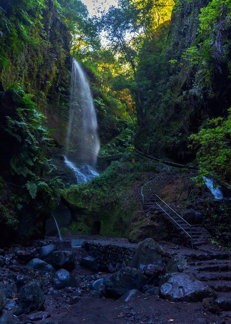 Bosque de los Tilos, La Palma