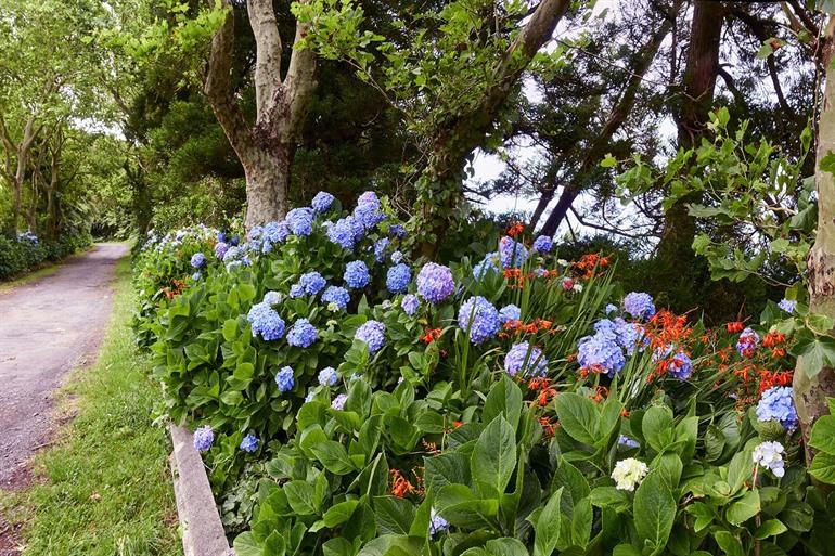 Botanische Tuin van Faial