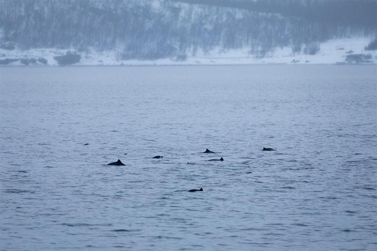 Bruinvis in Noorwegen 