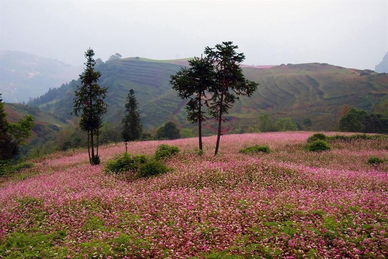 Buckwheat flowers in Ha Giang