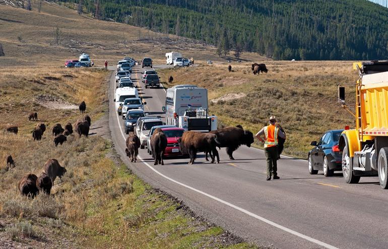 Buffels in Hayden Valley die zorgen voor opstopping van het verkeer