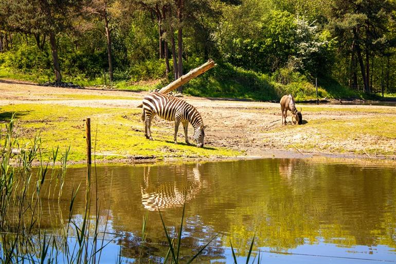 Burgers' Zoo in Arnhem