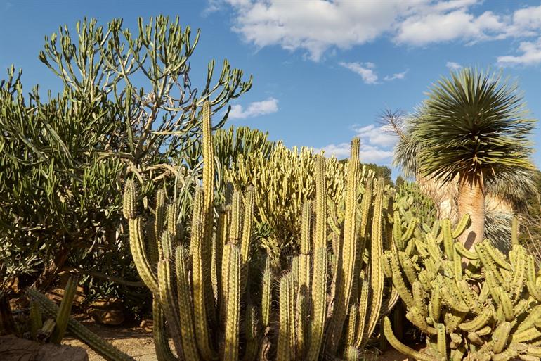 Cactussen in het park
