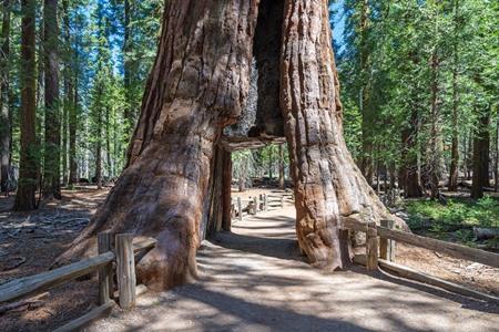 California Tunnel Tree