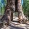 California Tunnel Tree