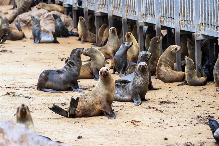 Cape Cross Seal Reserve 