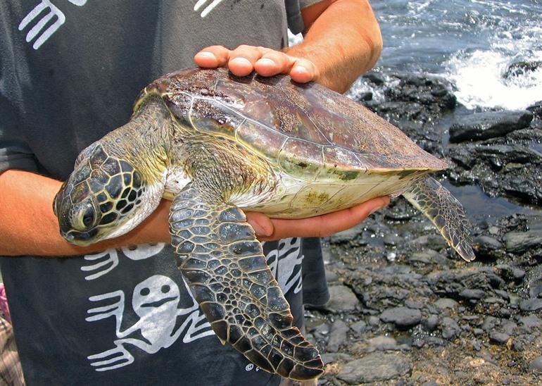 Caretta caretta-schildpadden spotten op Boa Vista 