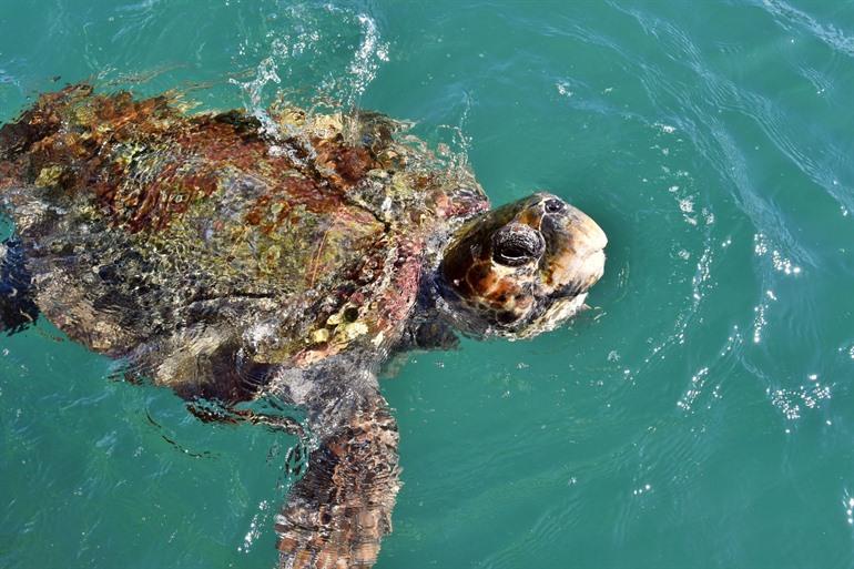 Caretta caretta-zeeschildpadden spotten in Argostoli, Kefalonia