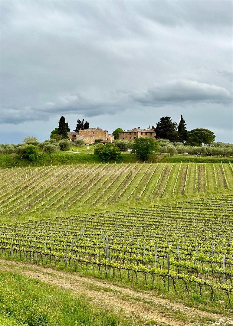 Castellina in Chianti wijngaarden