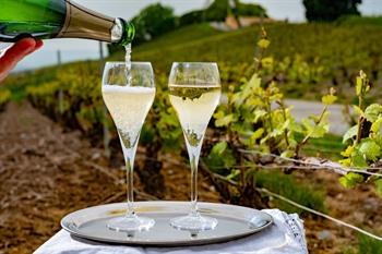 Champagne proeven met zicht op de wijngaarden in Montagne de Reims