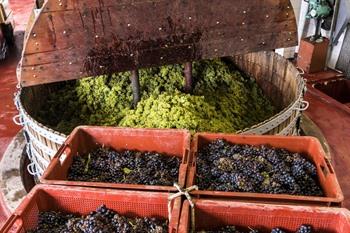 Chardonnay-druiven in de perser van een champagnehuis